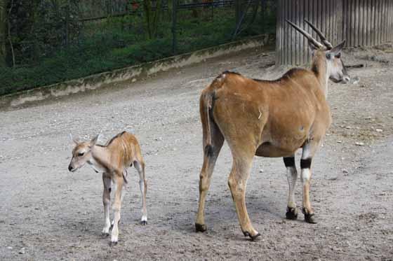 Zoological Gardens Wuppertal