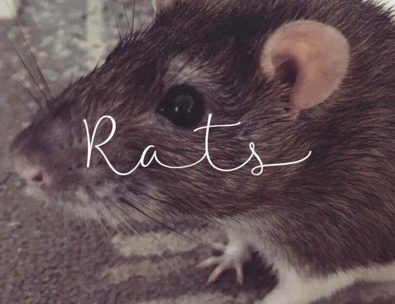 Rats